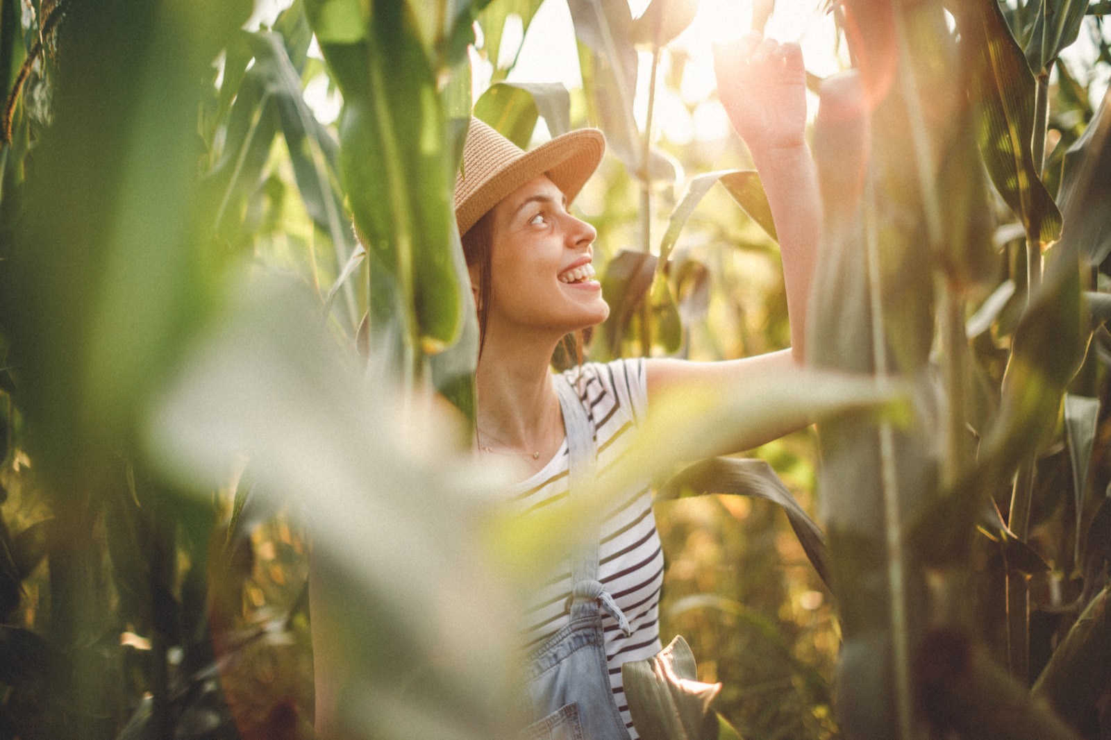 Agronomist inspecting maize crops in a field treated with organic fertilizer